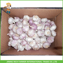 2016 China Red Garlic Preço 10kg Saco 5cm